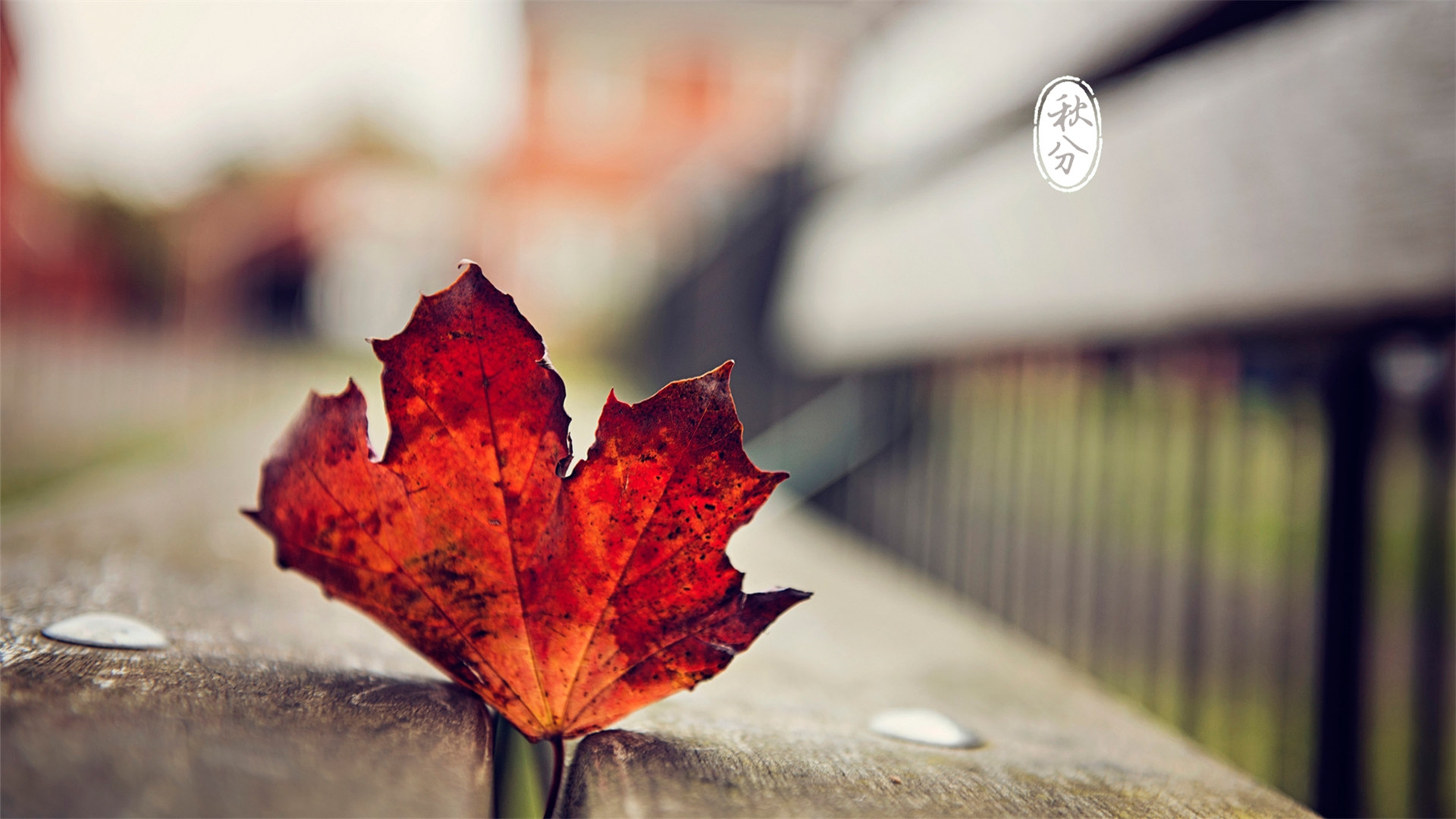 秋分丨大暑已过，三秋将至！